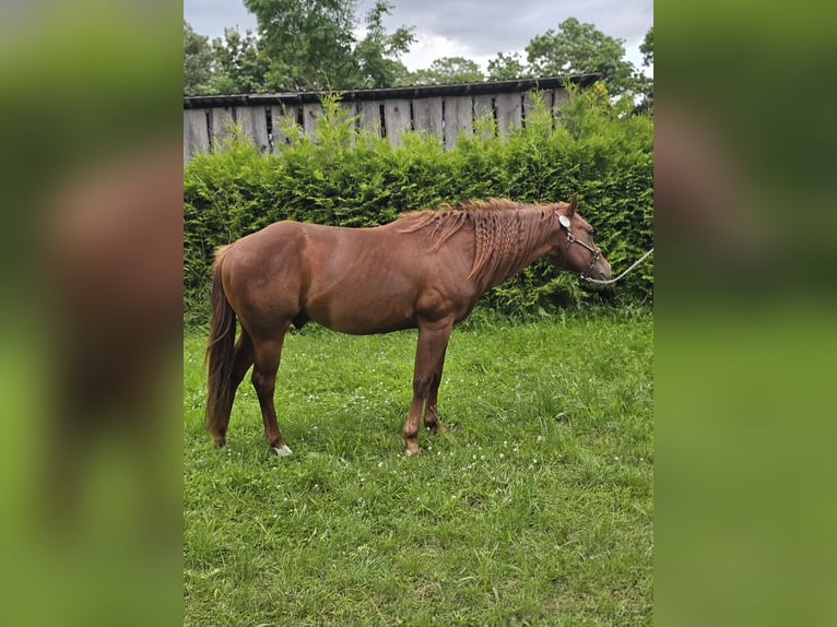 American Quarter Horse Hengst 2 Jaar 148 cm Vos in Neukalen