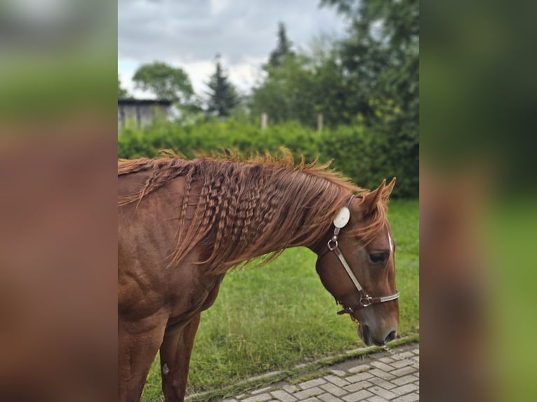 American Quarter Horse Hengst 2 Jaar 148 cm Vos in Neukalen