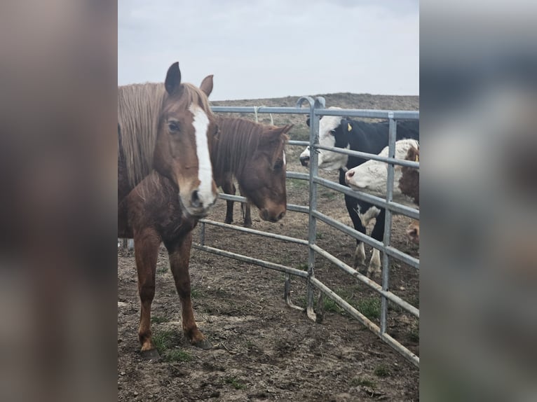 American Quarter Horse Hengst 2 Jaar 148 cm Vos in Neukalen