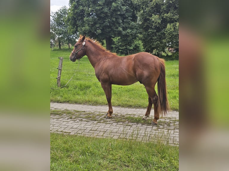 American Quarter Horse Hengst 2 Jaar 148 cm Vos in Neukalen