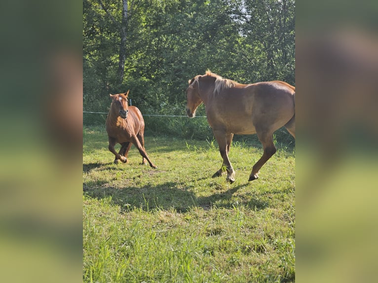 American Quarter Horse Hengst 2 Jaar 148 cm Vos in Neukalen