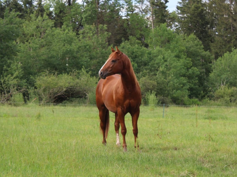 American Quarter Horse Hengst 2 Jaar 148 cm Vos in Gerolstein