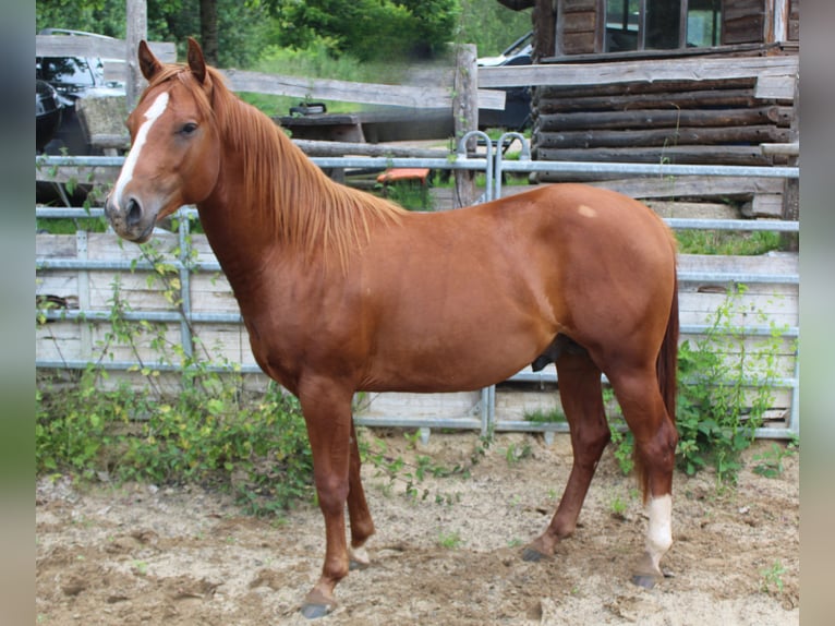 American Quarter Horse Hengst 2 Jaar 148 cm Vos in Gerolstein