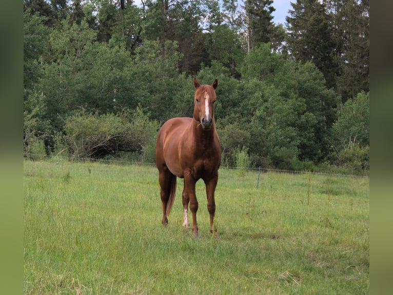 American Quarter Horse Hengst 2 Jaar 148 cm Vos in Gerolstein