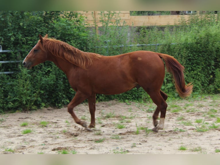 American Quarter Horse Hengst 2 Jaar 148 cm Vos in Gerolstein