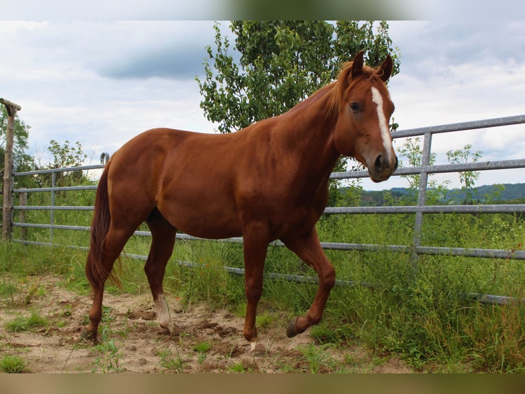 American Quarter Horse Hengst 2 Jaar 148 cm Vos in Gerolstein