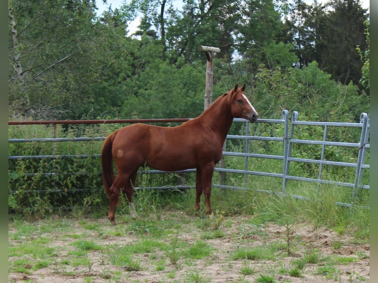 American Quarter Horse Hengst 2 Jaar 148 cm Vos in Gerolstein