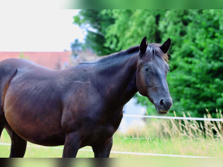 American Quarter Horse Hengst 2 Jaar 148 cm Zwart in Hennef American Quarter Horse Hengst 2 Jaar 148 cm Zwart in Hennef