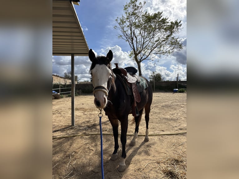 American Quarter Horse Hengst 2 Jaar 148 cm Zwartbruin in Palma