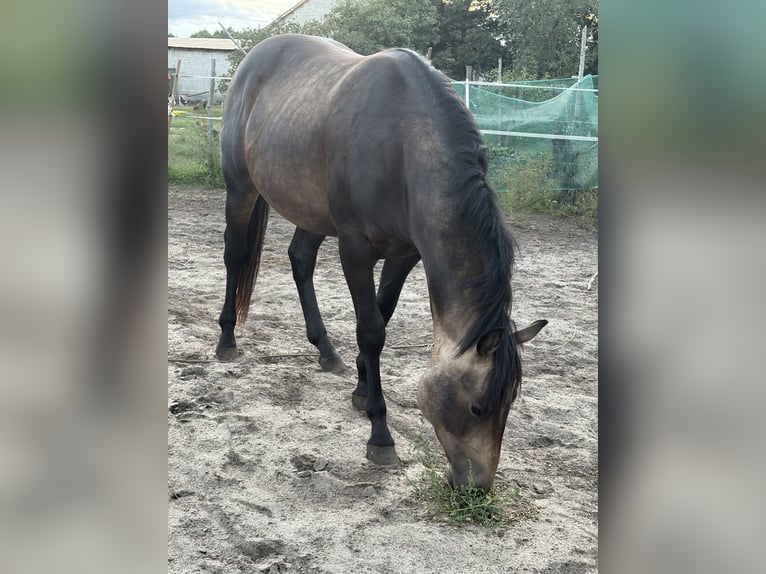 American Quarter Horse Hengst 2 Jaar 149 cm Buckskin in Warsaw