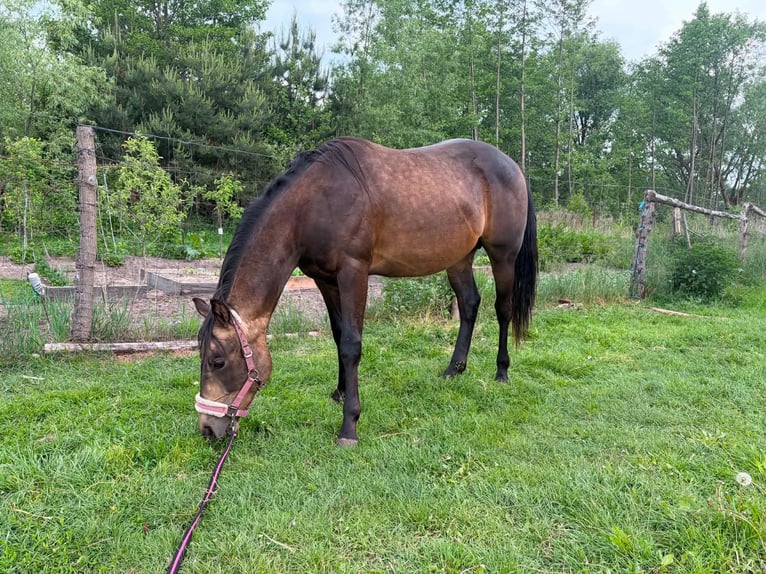 American Quarter Horse Hengst 2 Jaar 149 cm Buckskin in Warsaw