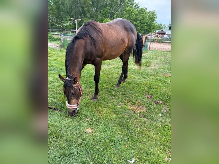 American Quarter Horse Hengst 2 Jaar 149 cm Buckskin in Warsaw
