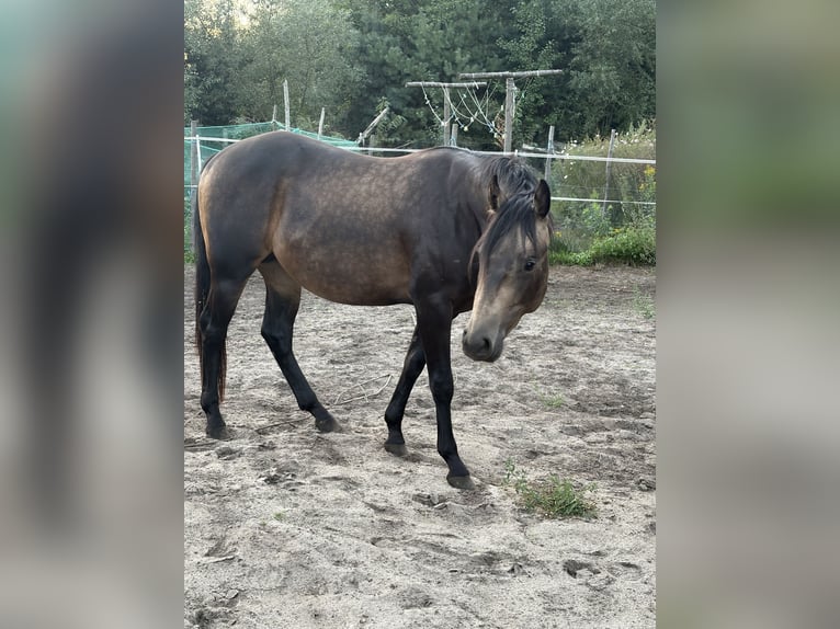 American Quarter Horse Hengst 2 Jaar 149 cm Buckskin in Warsaw