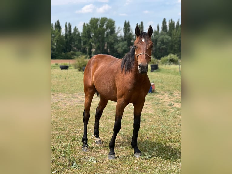 American Quarter Horse Mix Hengst 2 Jaar 150 cm Bruin in Grajera