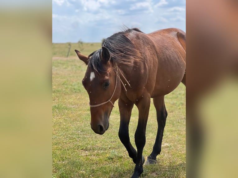 American Quarter Horse Mix Hengst 2 Jaar 150 cm Bruin in Grajera