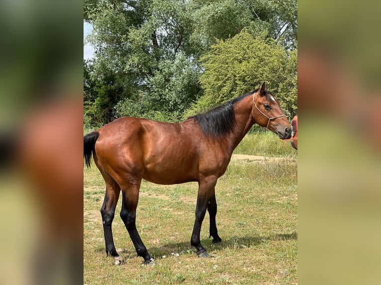 American Quarter Horse Mix Hengst 2 Jaar 150 cm Bruin in Grajera