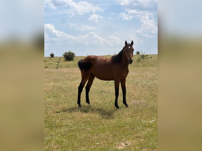 American Quarter Horse Mix Hengst 2 Jaar 150 cm Bruin in Grajera