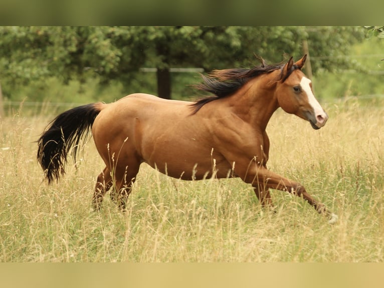 American Quarter Horse Hengst 2 Jaar 150 cm Bruin in Waldshut-Tiengen