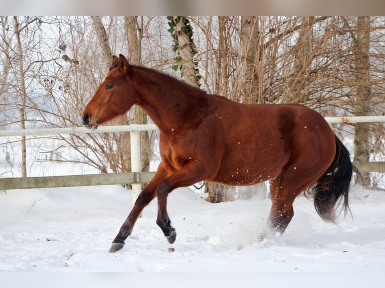 American Quarter Horse Hengst 2 Jaar 150 cm Bruin in Stade