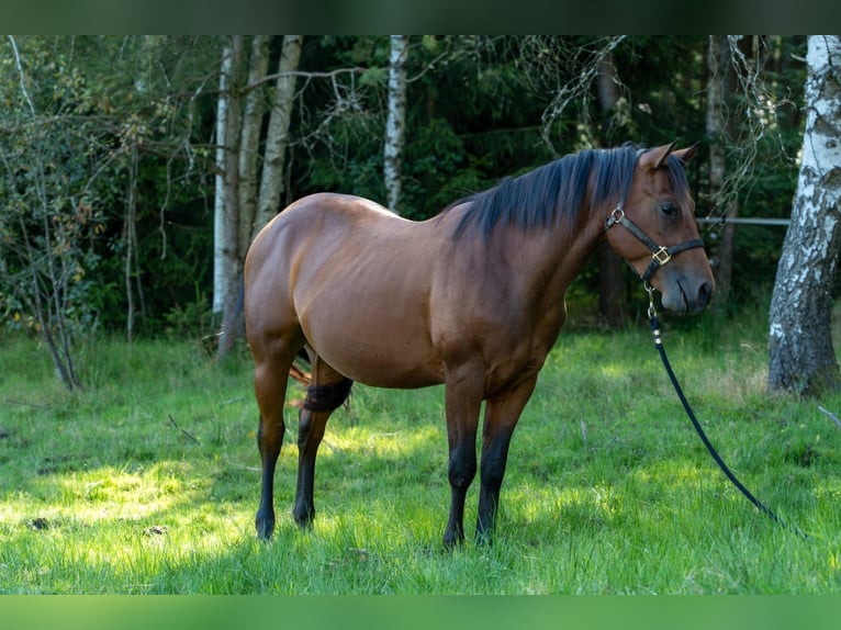 American Quarter Horse Hengst 2 Jaar 150 cm Bruin in Fichtelberg