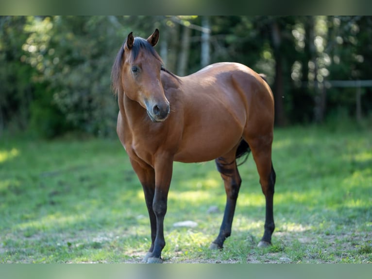 American Quarter Horse Hengst 2 Jaar 150 cm Bruin in Fichtelberg