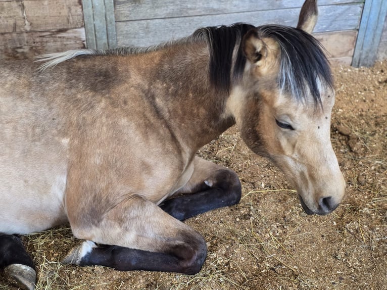 American Quarter Horse Hengst 2 Jaar 150 cm Buckskin in Izsák