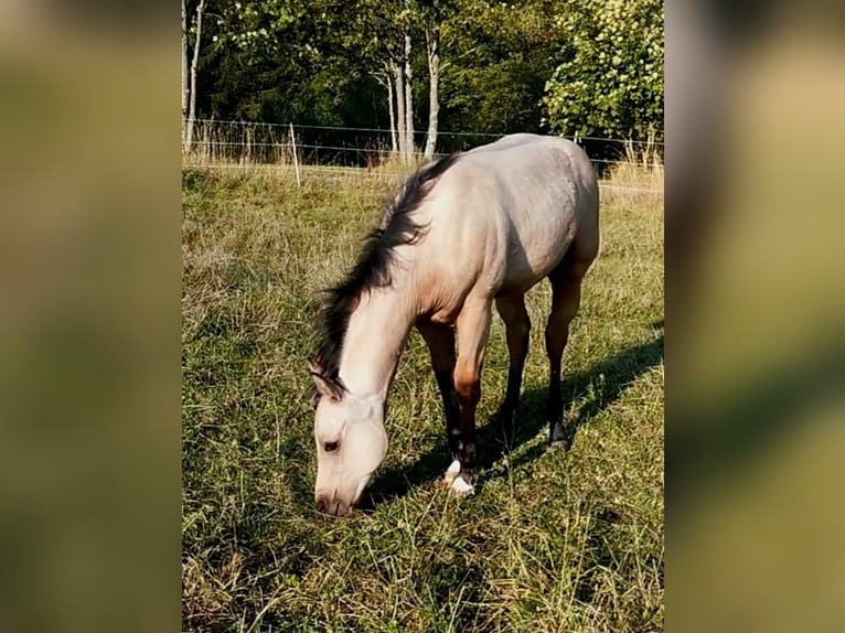 American Quarter Horse Hengst 2 Jaar 150 cm Buckskin in Izsák