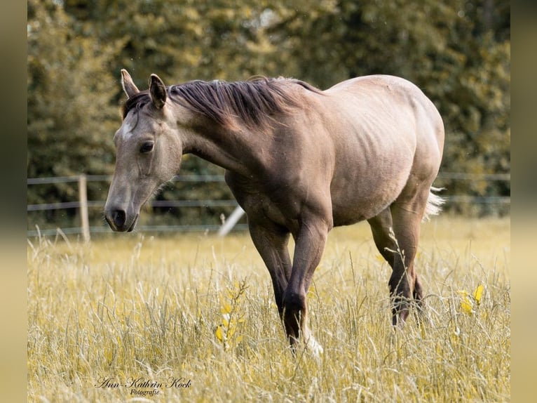 American Quarter Horse Hengst 2 Jaar 150 cm Buckskin in Erkelenz