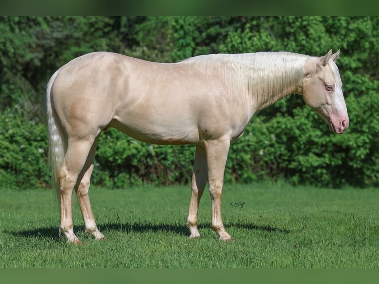 American Quarter Horse Hengst 2 Jaar 150 cm Cremello in Ravenna, TX