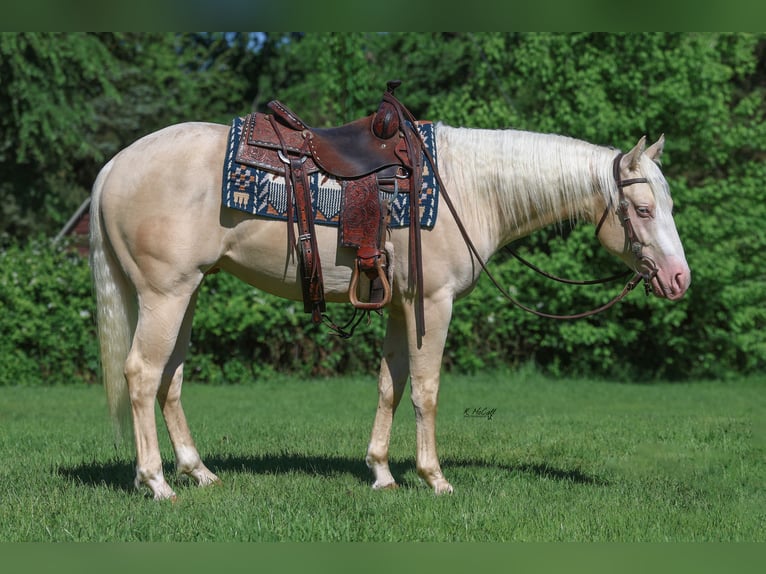 American Quarter Horse Hengst 2 Jaar 150 cm Cremello in Ravenna, TX