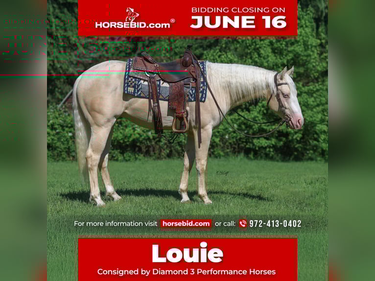 American Quarter Horse Hengst 2 Jaar 150 cm Cremello in Ravenna, TX