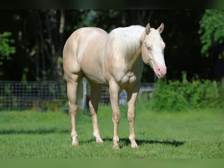 American Quarter Horse Hengst 2 Jaar 150 cm Cremello in Ravenna, TX