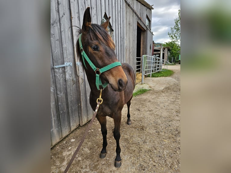 American Quarter Horse Hengst 2 Jaar 150 cm Donkerbruin in Steinen