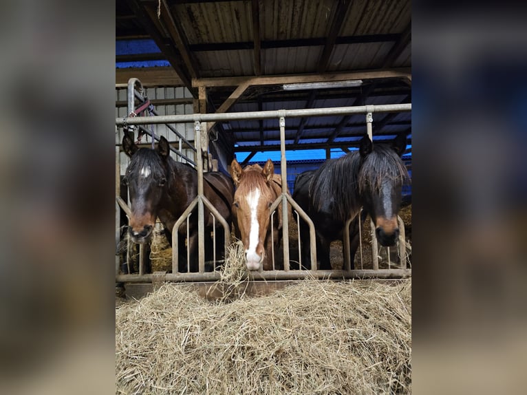 American Quarter Horse Hengst 2 Jaar 150 cm Donkerbruin in Steinen