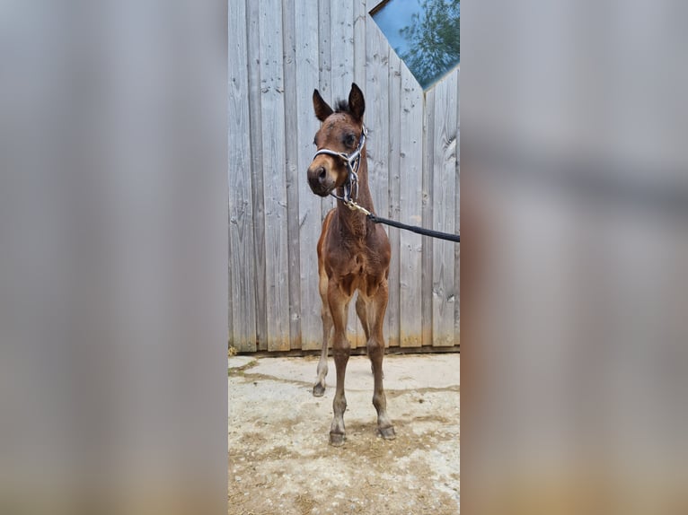 American Quarter Horse Hengst 2 Jaar 150 cm Donkerbruin in Steinen