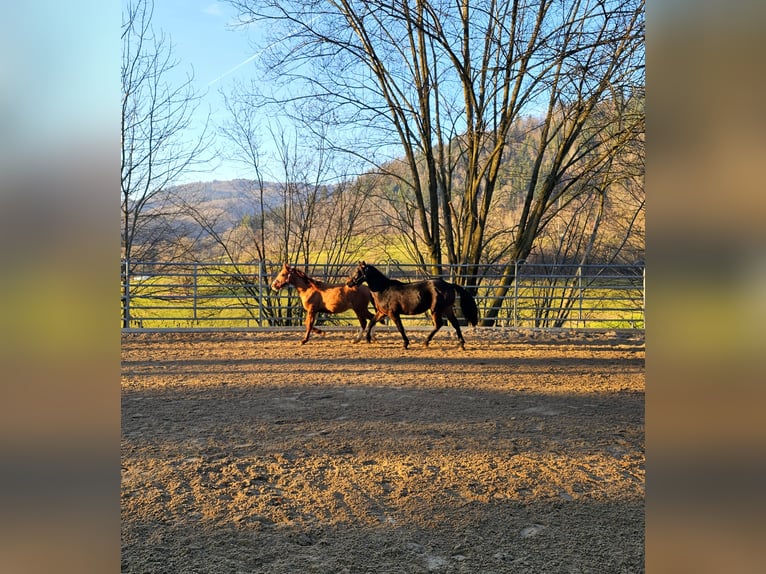 American Quarter Horse Hengst 2 Jaar 150 cm Donkerbruin in Steinen