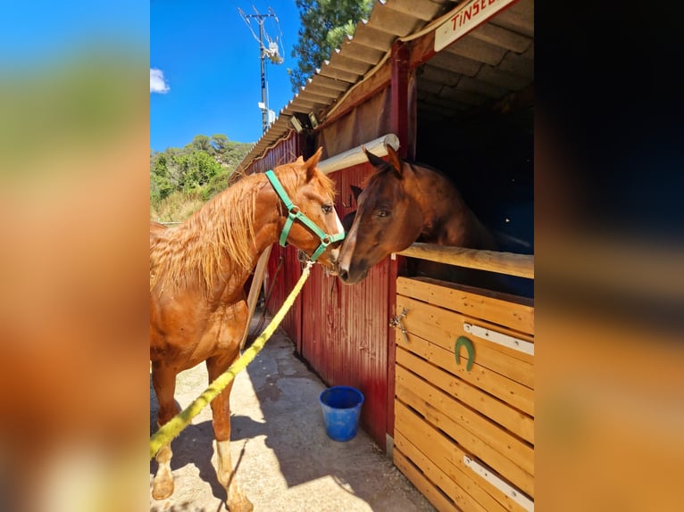 American Quarter Horse Hengst 2 Jaar 150 cm Donkere-vos in Sant Celoni