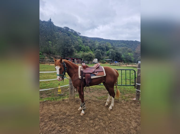 American Quarter Horse Hengst 2 Jaar 150 cm Donkere-vos in Sant Celoni