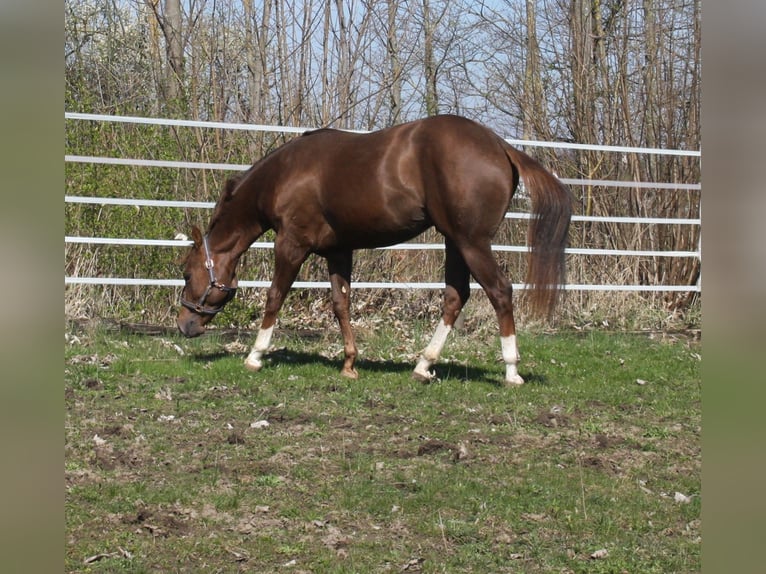 American Quarter Horse Hengst 2 Jaar 150 cm Donkere-vos in Pöttsching