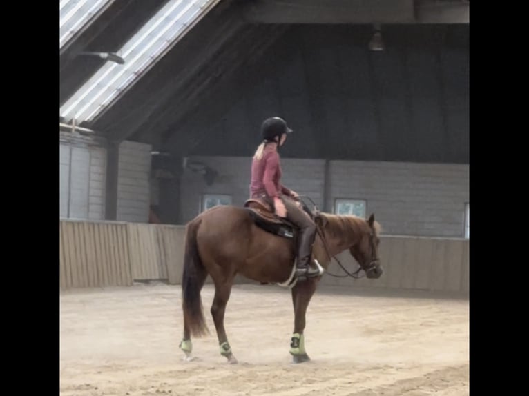 American Quarter Horse Hengst 2 Jaar 150 cm Donkere-vos in Hengelo