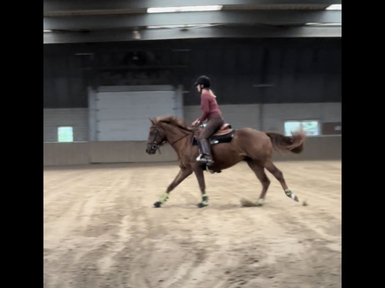 American Quarter Horse Hengst 2 Jaar 150 cm Donkere-vos in Hengelo