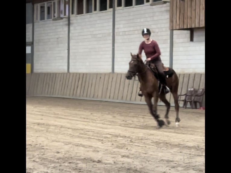 American Quarter Horse Hengst 2 Jaar 150 cm Donkere-vos in Hengelo