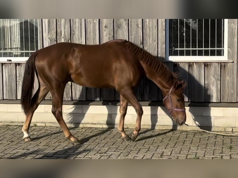 American Quarter Horse Hengst 2 Jaar 150 cm Donkere-vos in Hengelo