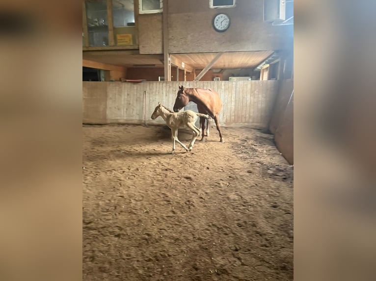 American Quarter Horse Hengst 2 Jaar 150 cm Falbe in Morschen
