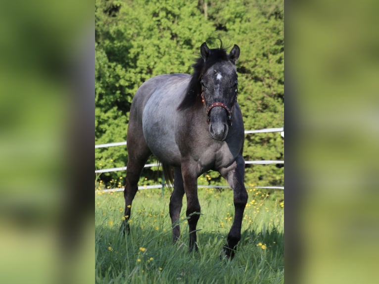 American Quarter Horse Hengst 2 Jaar 150 cm kan schimmel zijn in Schwarzach