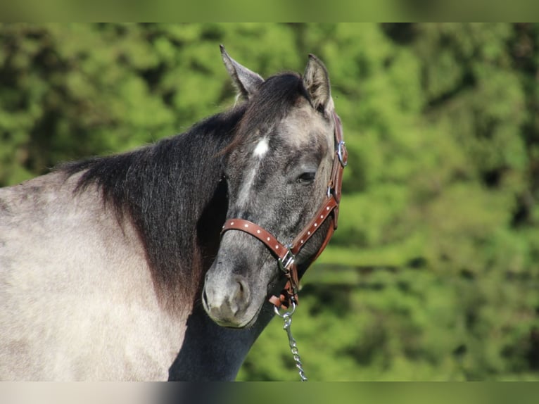 American Quarter Horse Hengst 2 Jaar 150 cm kan schimmel zijn in Schwarzach