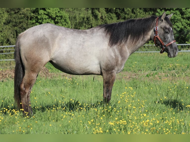 American Quarter Horse Hengst 2 Jaar 150 cm kan schimmel zijn in Schwarzach