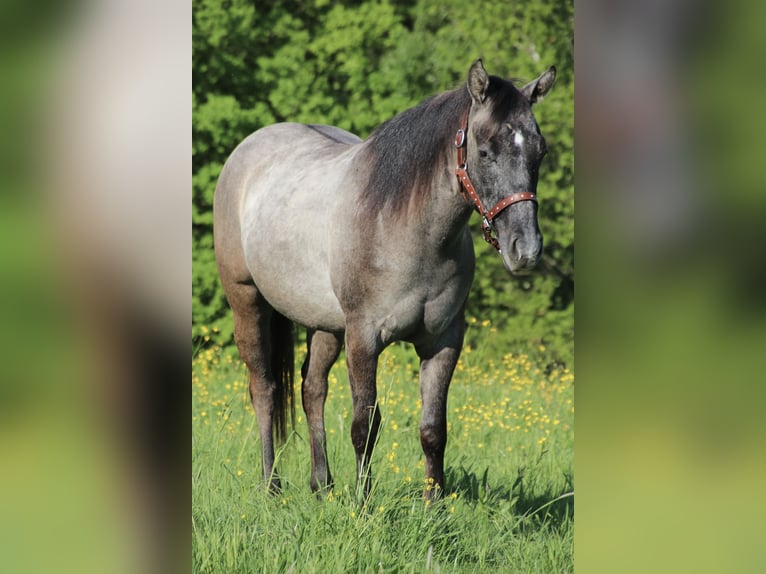 American Quarter Horse Hengst 2 Jaar 150 cm kan schimmel zijn in Schwarzach