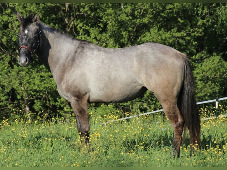 American Quarter Horse Hengst 2 Jaar 150 cm kan schimmel zijn in Schwarzach