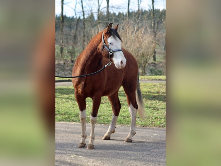 American Quarter Horse Hengst 2 Jaar 150 cm Overo-alle-kleuren in Hellenthal